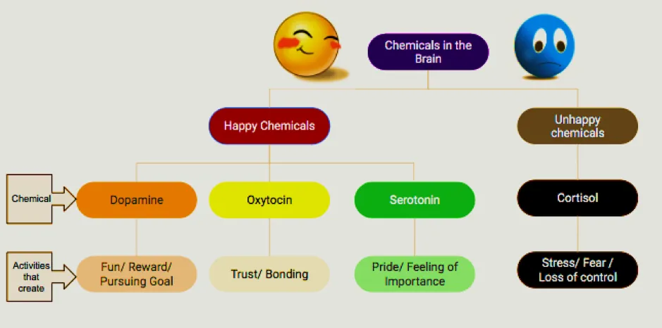 Brain Chemistry Diagram showing happy and unhappy chemicals
